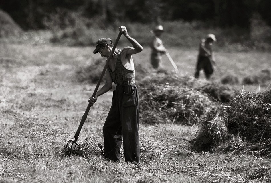 In the hay-field