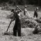 In the hay-field