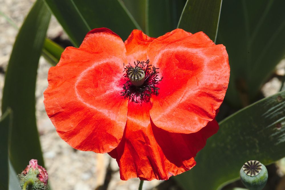 In the hearth of the provence