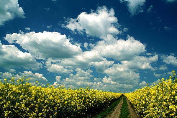 In the kingdom of spring