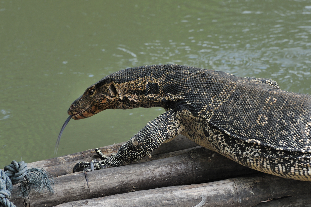 In the Klongs of Bangkok 3