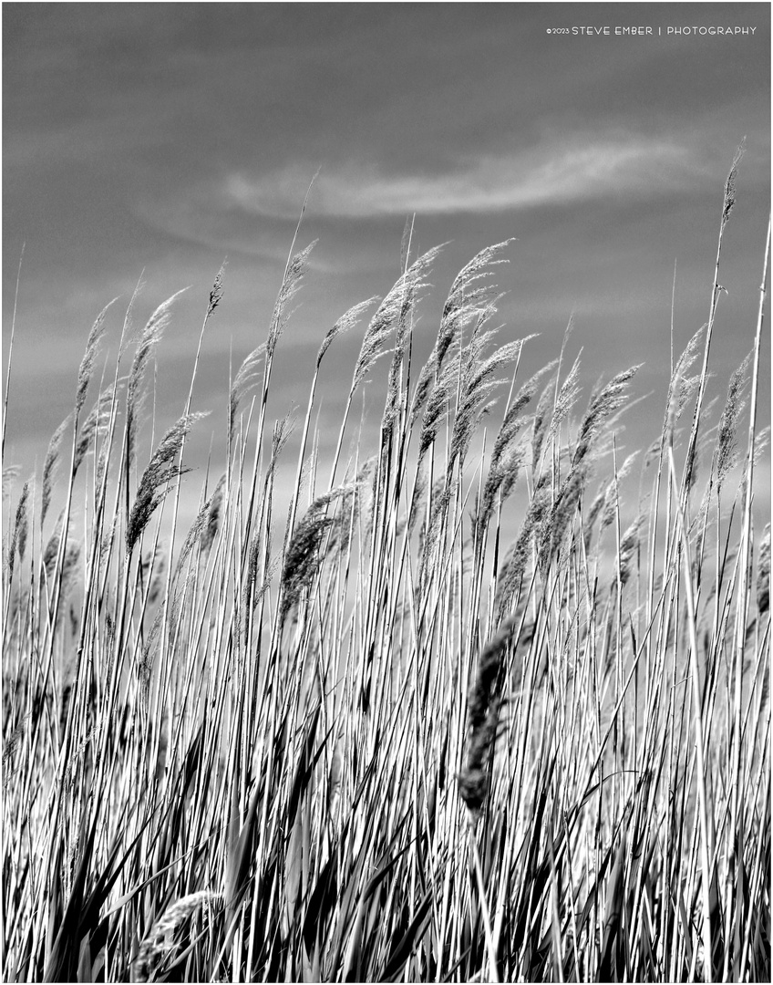 In the Land of Pleasant Living No. 10 - Marsh Grass, Tilghman Island 