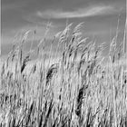 In the Land of Pleasant Living No. 10 - Marsh Grass, Tilghman Island 