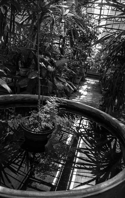 In the large greenhouse