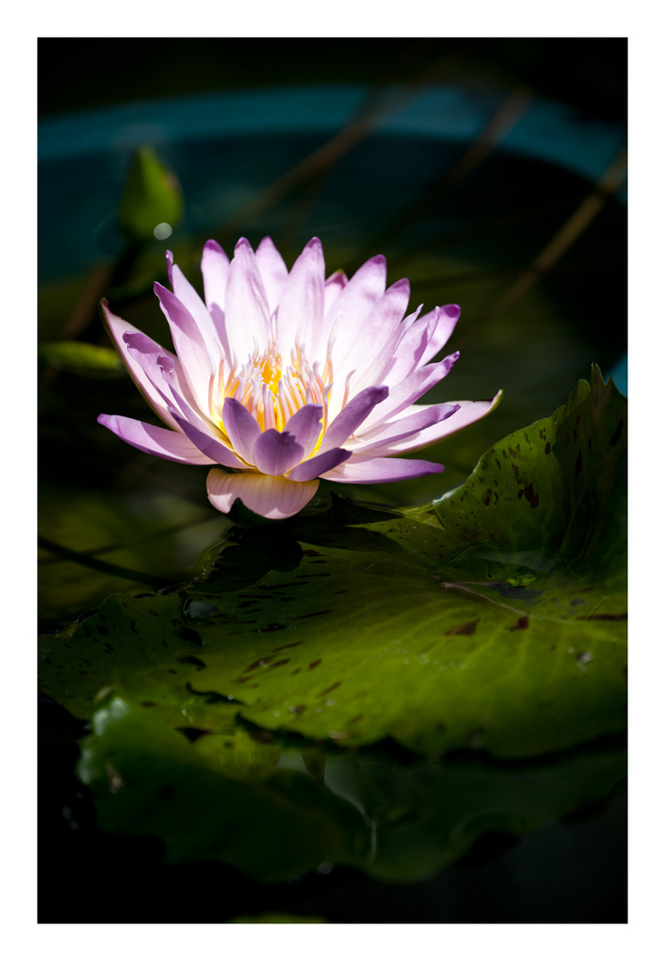 In The light [Water Lily]