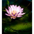 In The light [Water Lily]