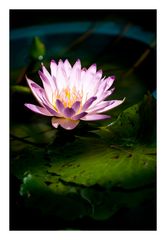 In The light [Water Lily]