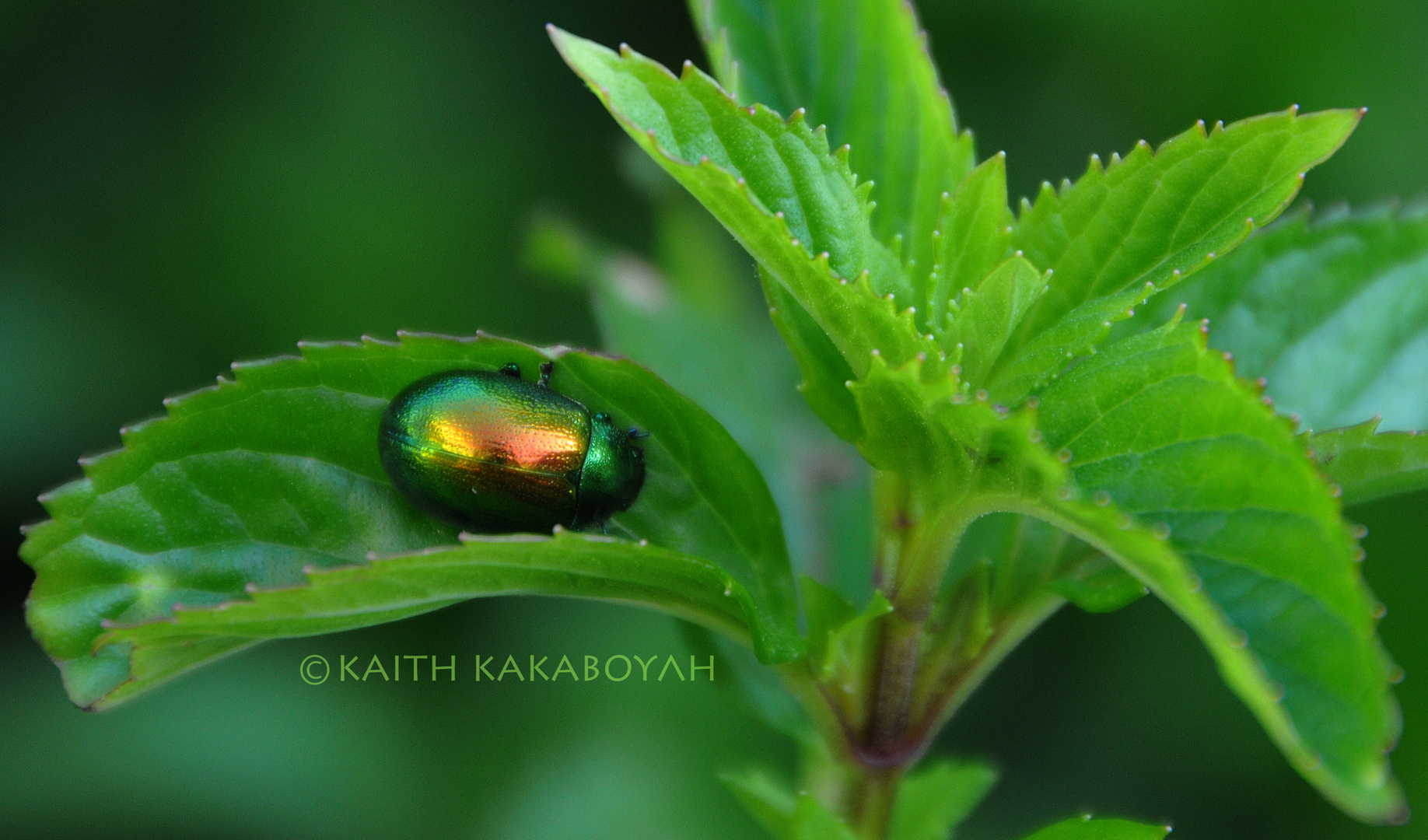 in the magic of green