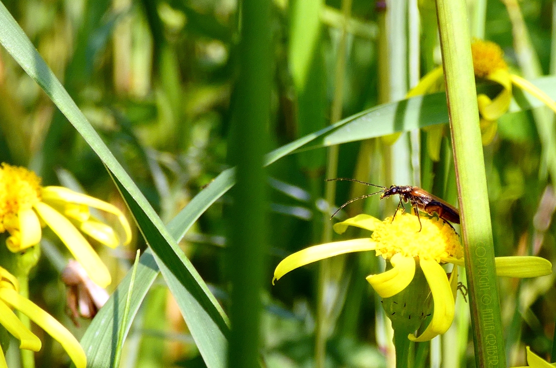 in the meadow