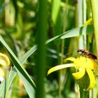 in the meadow