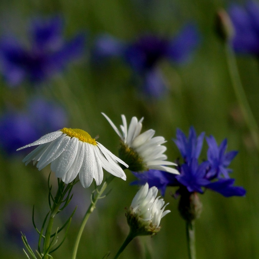 In the meadow