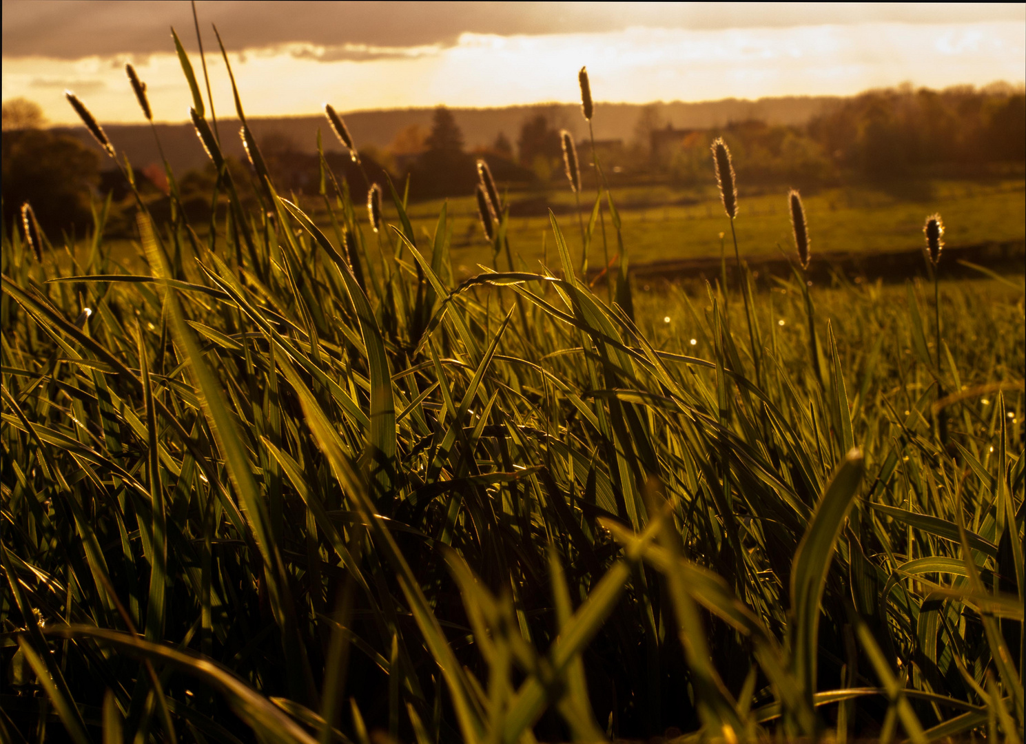 in the meadow