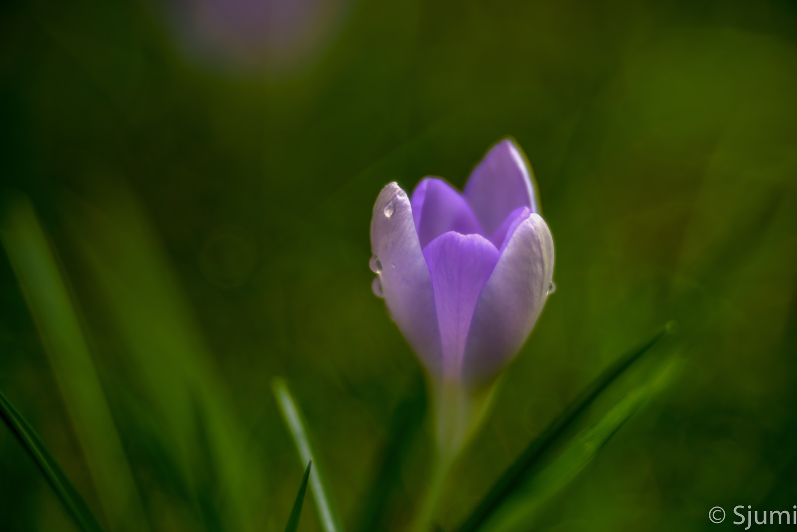 In the meadow...