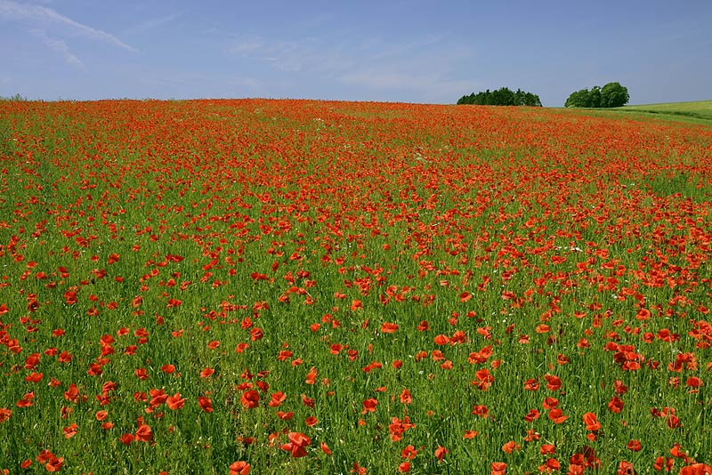 ... in the Mohn