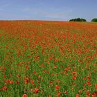 ... in the Mohn