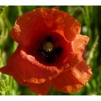 in the Mohn II