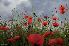 In the Mohn III