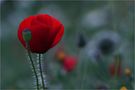 Mohn