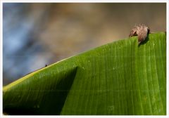 In the morning dew