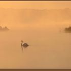 # in the morning fog....