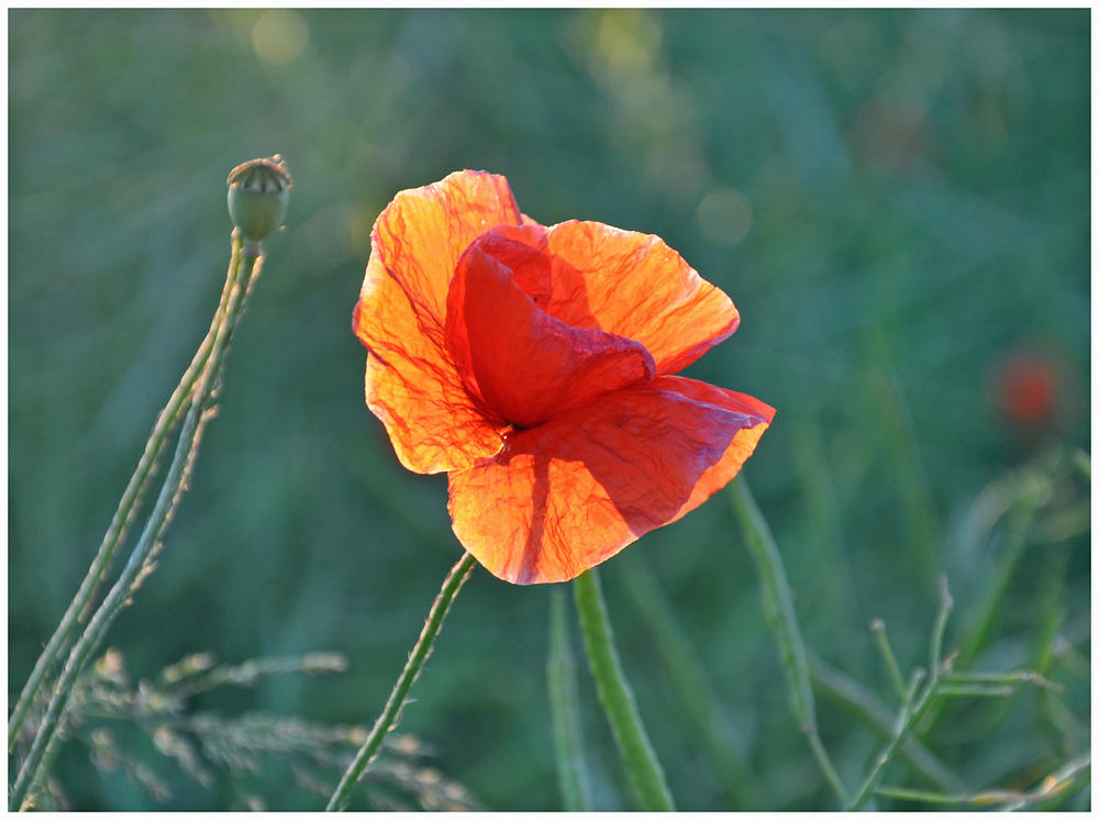 In the Morning Light