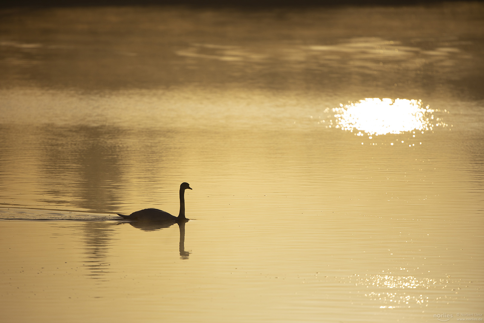 In the morning light