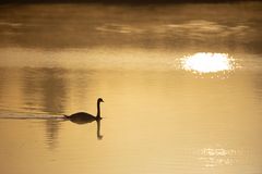 In the morning light