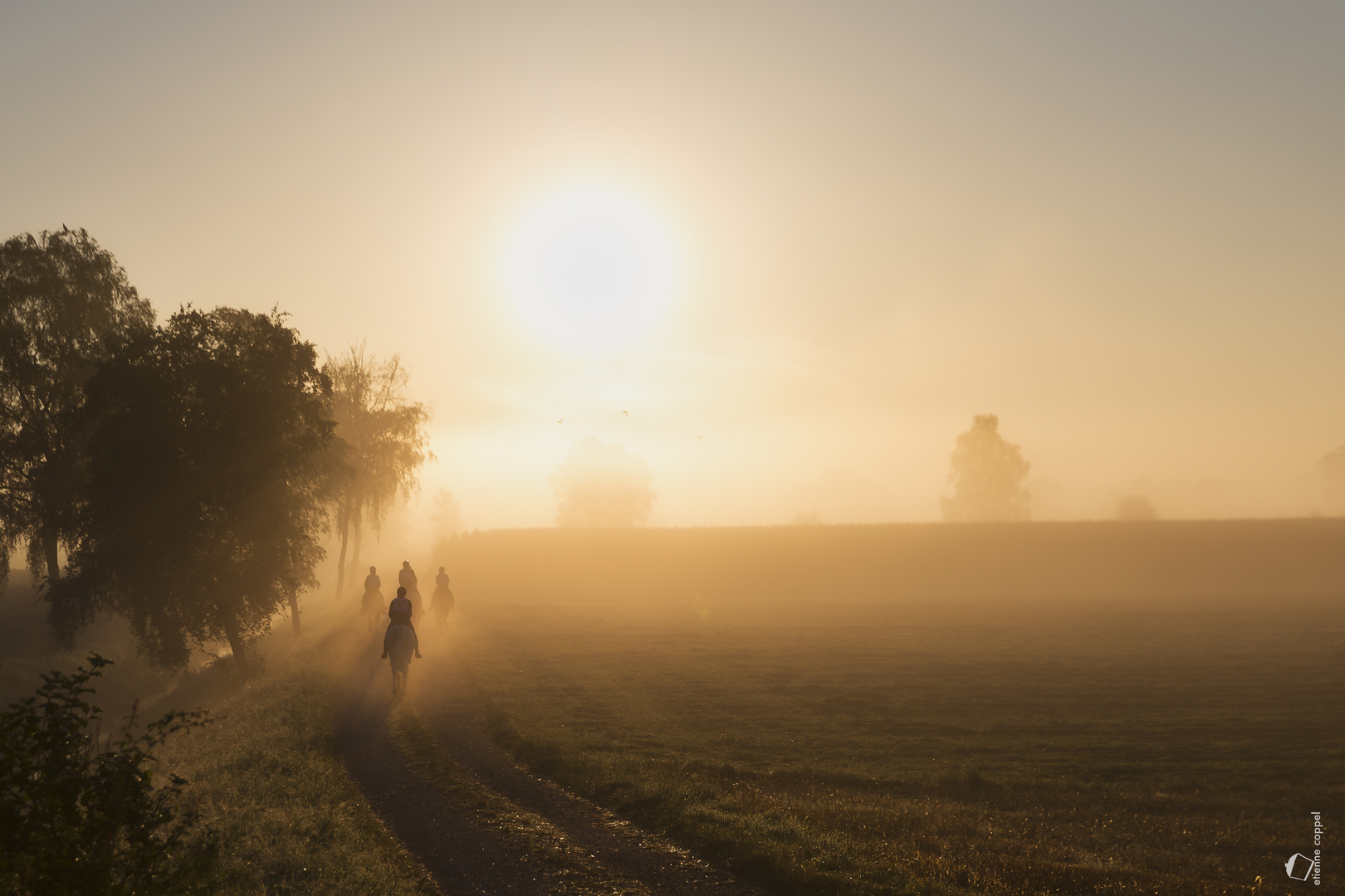 In the morning mist