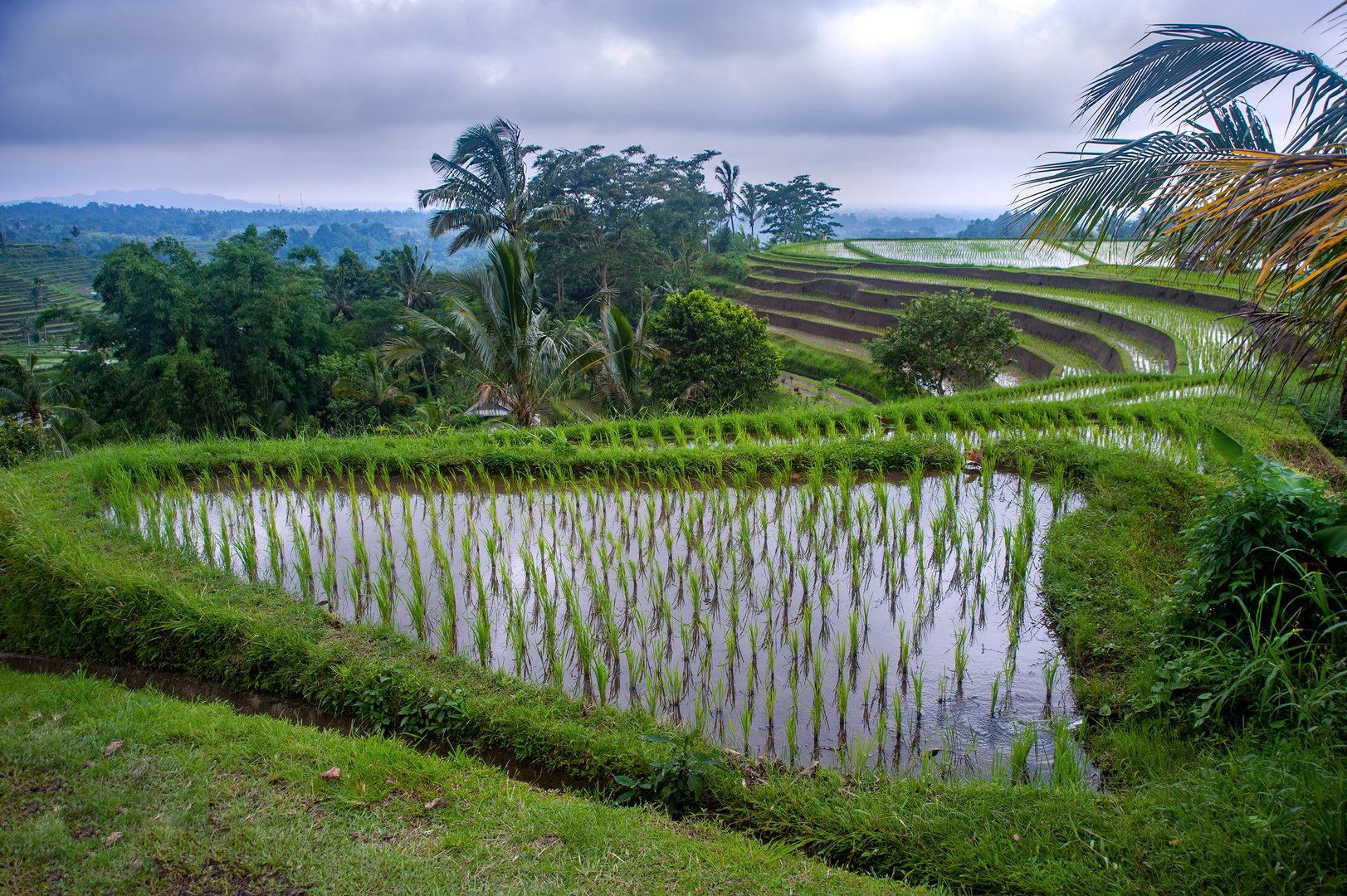 In the paddy fields of Jatiluwih