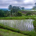 In the paddy fields of Jatiluwih