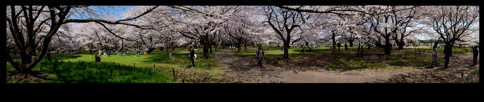 In the Park