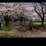 In the Park