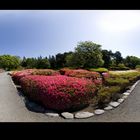 In The Park [Panorama finish]