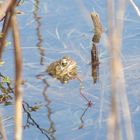 In The Pond