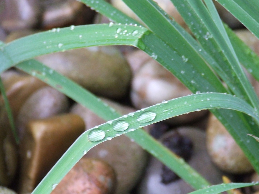 In the Rain