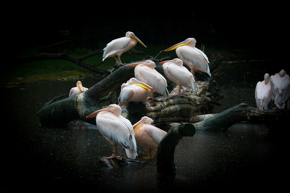 in the rain...