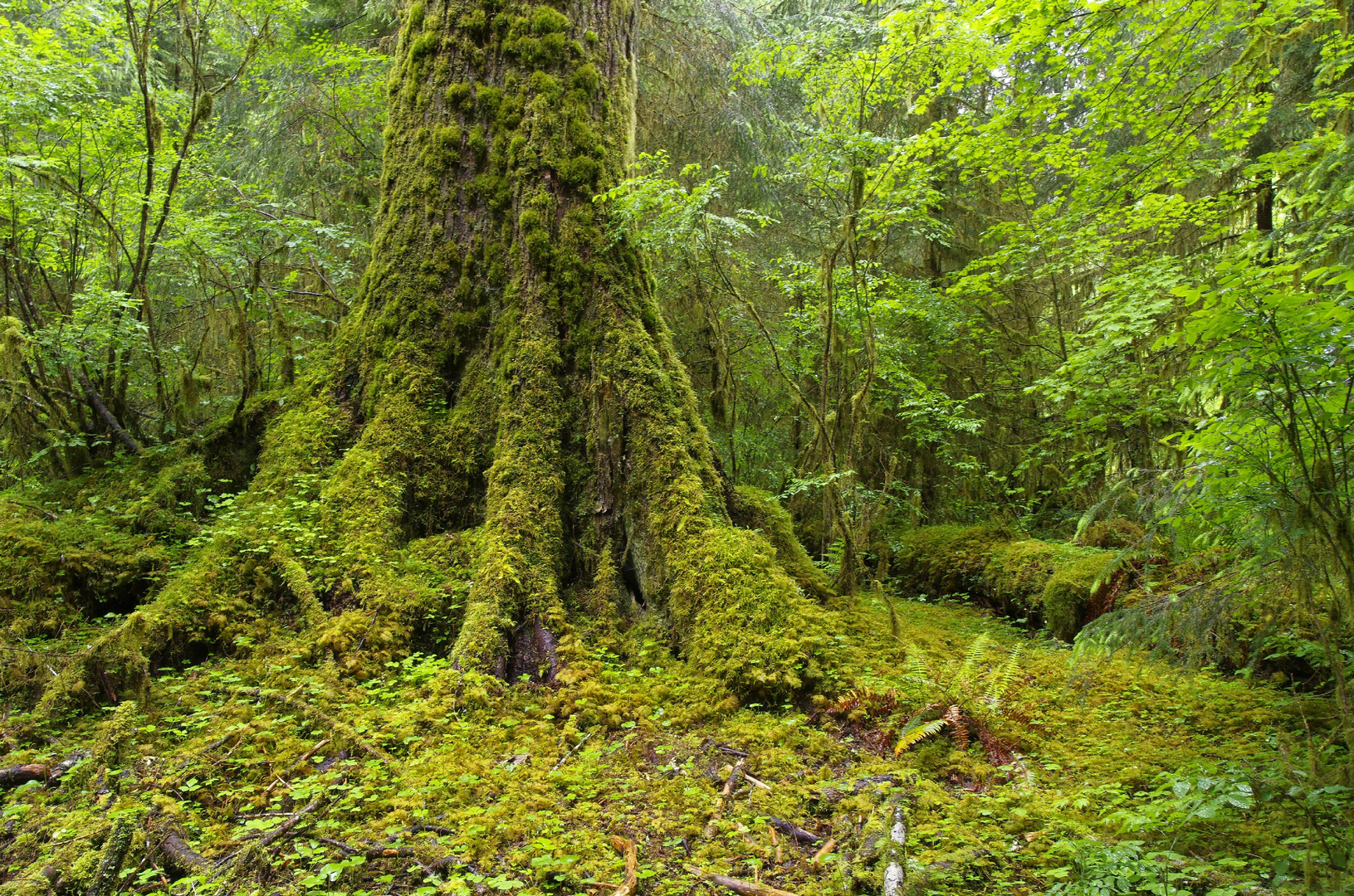 In the Rainforest I (Washington State)
