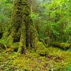 In the Rainforest I (Washington State)