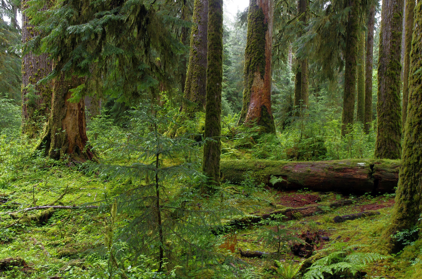 In the Rainforest III (Washington State)