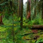 In the Rainforest III (Washington State)