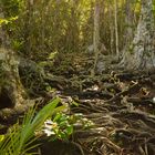 In the rainforest - Panama