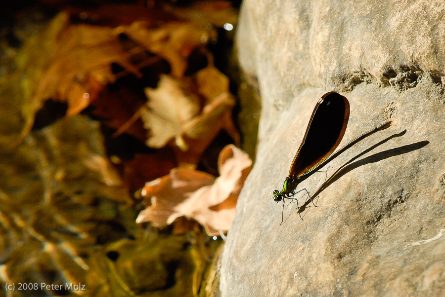 In the realm of damselflies on Samos / Greece 2008