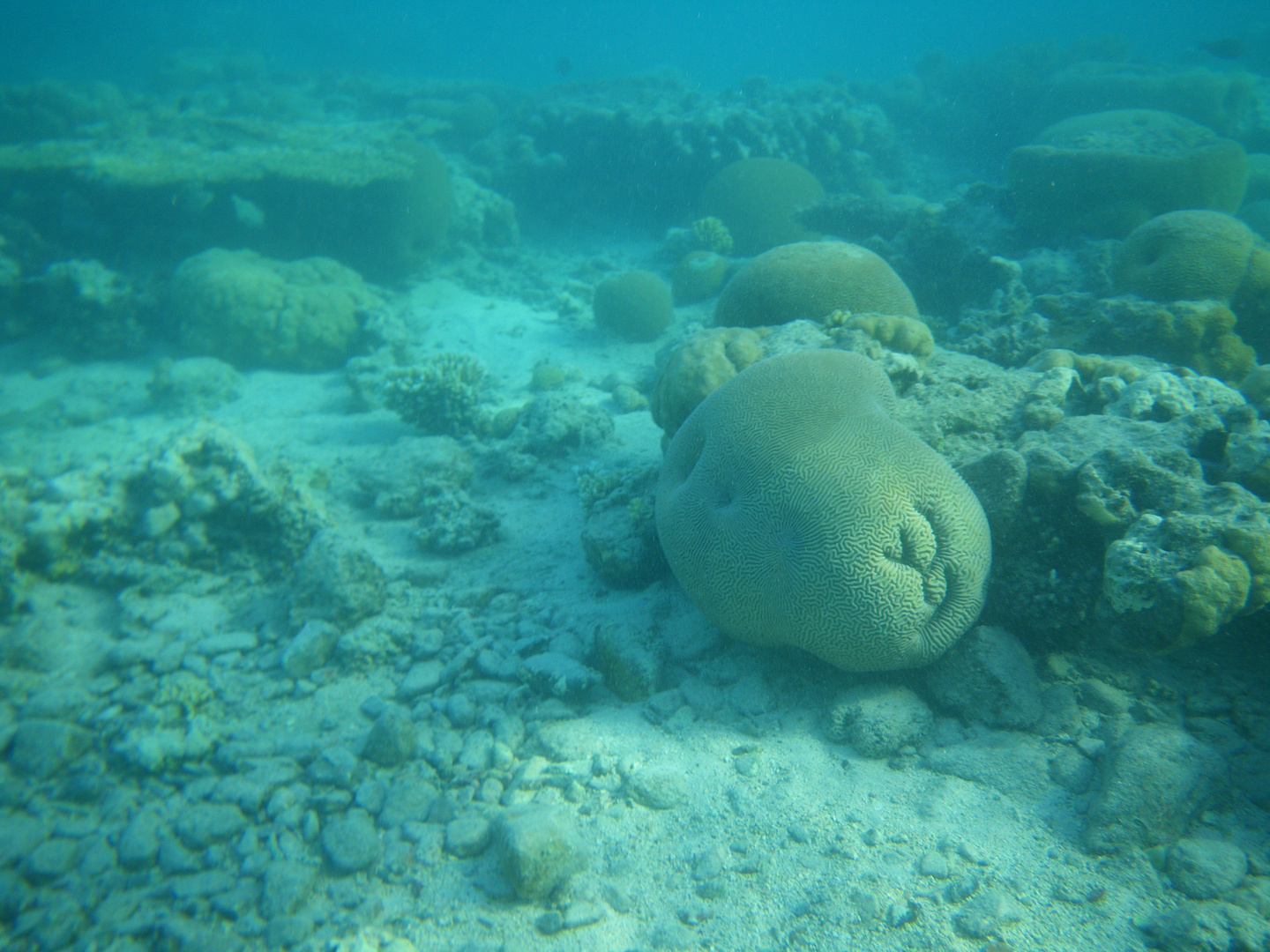 in the Red sea