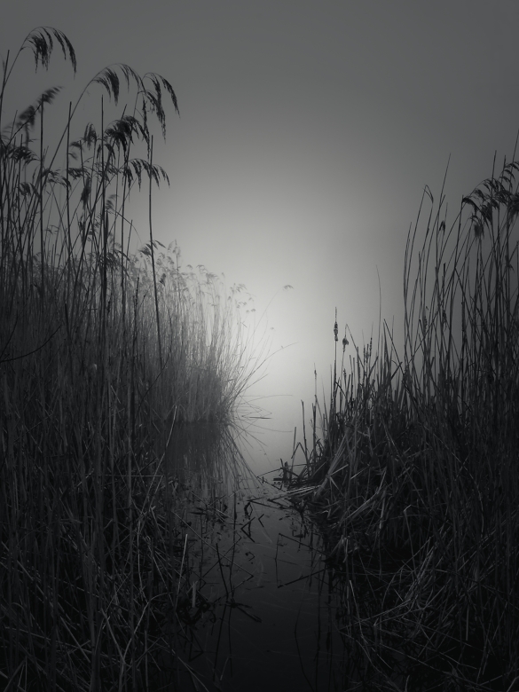 in the reeds