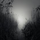 in the reeds