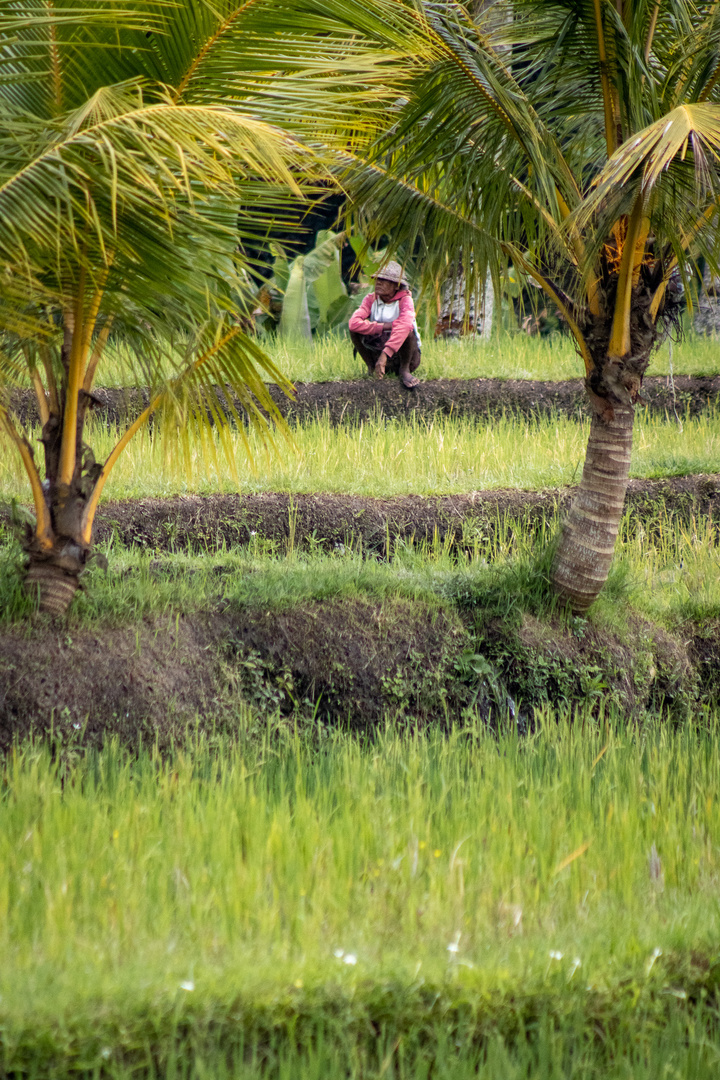 In the Rice