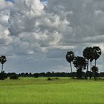 in the rice field 01