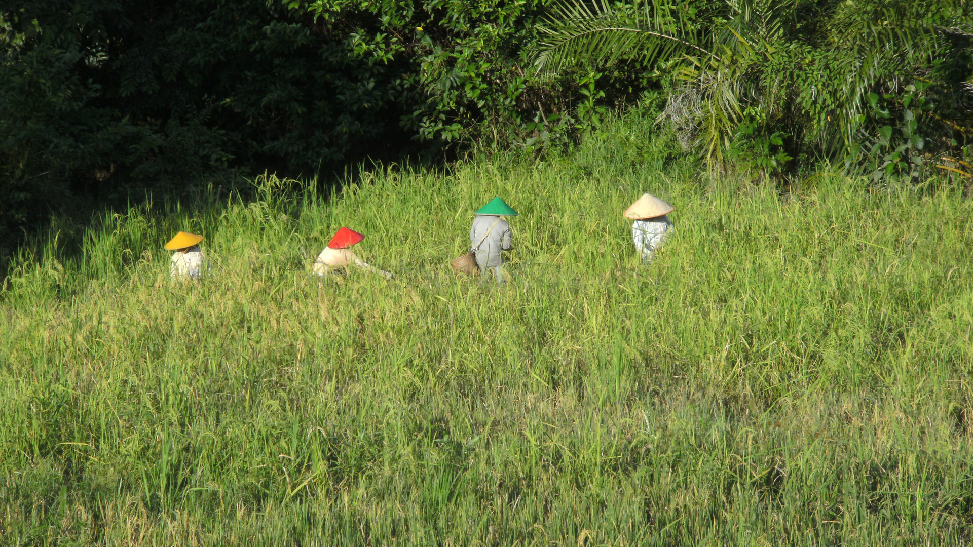 In the rice field