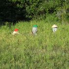 In the rice field