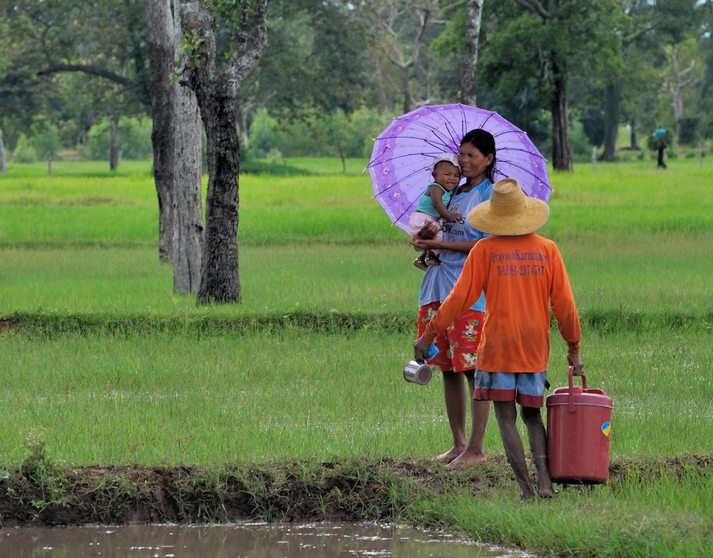 In the Rice Fields